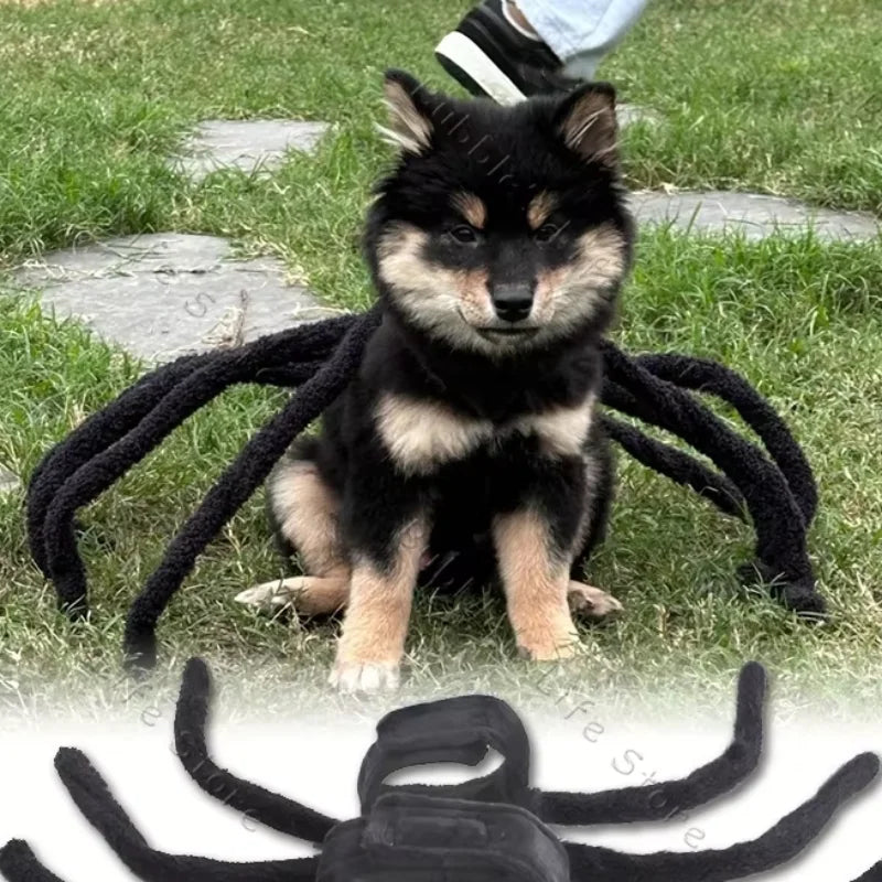 Pet Halloween Fun Spider Costume